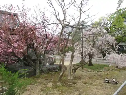 上品蓮台寺の自然