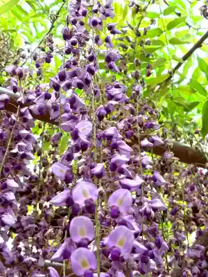 行興寺の{uncategorized: "未分類", other: "その他", undefined: "問題あり", building: "その他建物", grave: "お墓", sacred_gate: "鳥居", guardian: "狛犬", statue: "像", buddha: "仏像", history: "歴史", nature: "自然", garden: "庭園", animal: "動物", pagoda: "塔", temizu: "手水舎", mountain_gate: "山門・神門", sanctuary: "本殿・本堂", subordinate: "末社・摂社", art: "芸術", scenery: "景色", jizo: "地蔵", ema: "絵馬", goshuin: "御朱印", omikuji: "おみくじ", items: "授与品その他", amulet: "お守り", goshuincho: "御朱印帳", eats: "食事", festival: "お祭り", votive_dance: "神楽", shichigosan: "七五三参", wedding: "結婚式", experience: "体験その他", initially: "初詣", around: "周辺", anti_infection: "感染症対策"}