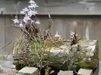 須山浅間神社の自然