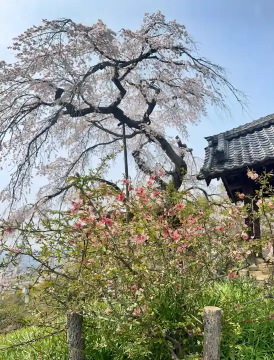 地蔵院の{uncategorized: "未分類", other: "その他", undefined: "問題あり", building: "その他建物", grave: "お墓", sacred_gate: "鳥居", guardian: "狛犬", statue: "像", buddha: "仏像", history: "歴史", nature: "自然", garden: "庭園", animal: "動物", pagoda: "塔", temizu: "手水舎", mountain_gate: "山門・神門", sanctuary: "本殿・本堂", subordinate: "末社・摂社", art: "芸術", scenery: "景色", jizo: "地蔵", ema: "絵馬", goshuin: "御朱印", omikuji: "おみくじ", items: "授与品その他", amulet: "お守り", goshuincho: "御朱印帳", eats: "食事", festival: "お祭り", votive_dance: "神楽", shichigosan: "七五三参", wedding: "結婚式", experience: "体験その他", initially: "初詣", around: "周辺", anti_infection: "感染症対策"}