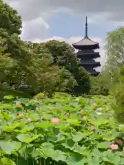 東寺（教王護国寺）(京都府)