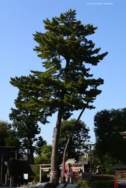 中野沼袋氷川神社(東京都)