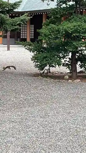 北海道神宮の動物