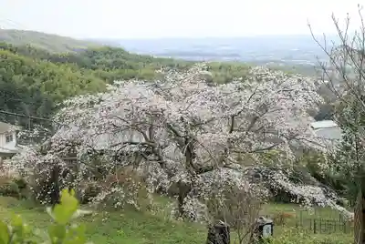地蔵院(京都府)