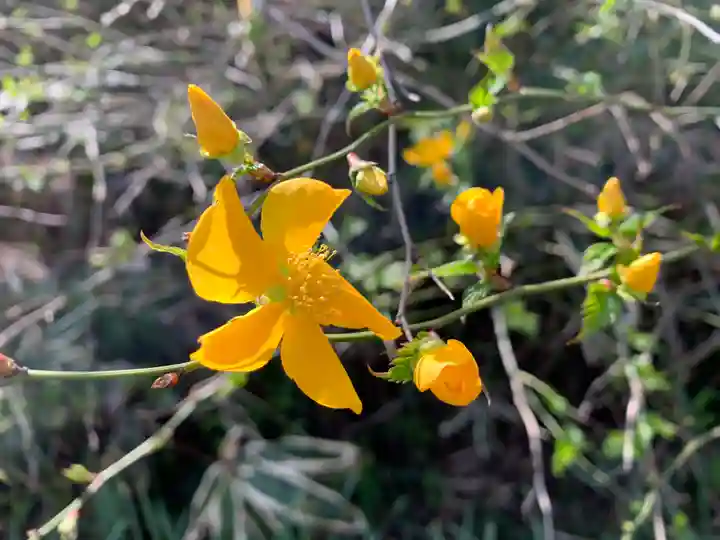 普門寺(切り絵御朱印発祥の寺)の自然