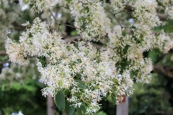 沙沙貴神社(滋賀県)