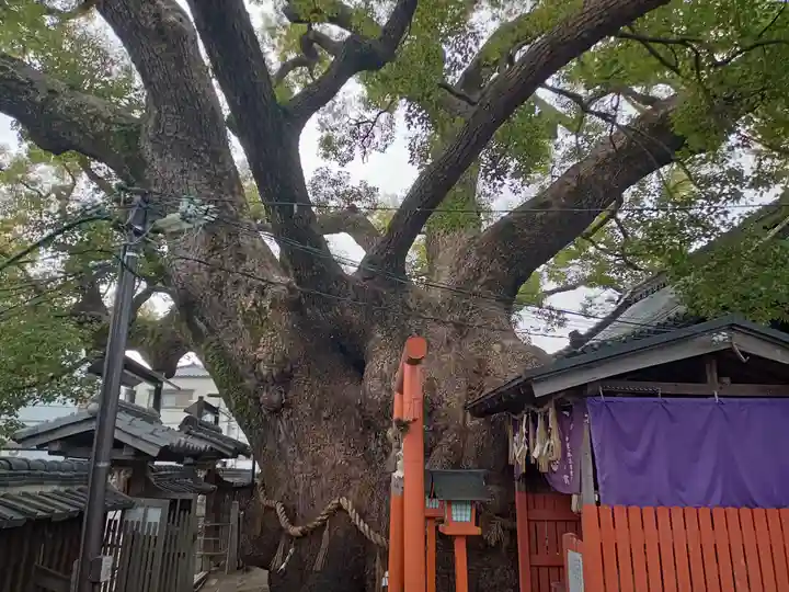 三島神社の自然