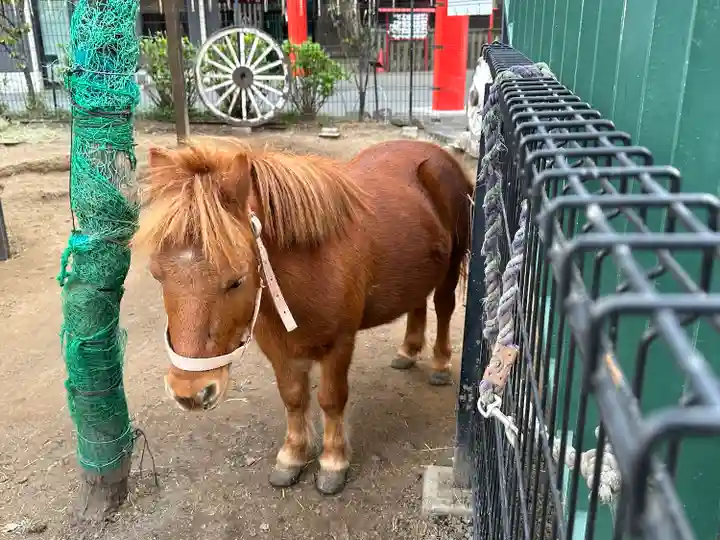 五方山熊野神社の動物