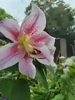 厚別神社(北海道)