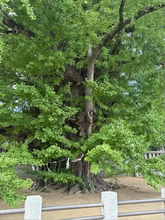葛飾八幡宮(千葉県)