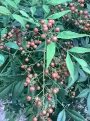 三輪神社の自然