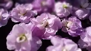 阿邪訶根神社(福島県)(2023年12月29日(金) 00時06分17秒投稿)