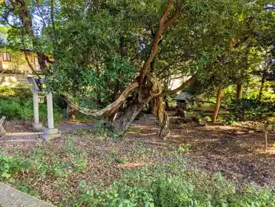 厳島神社(片葉の弁天)(千葉県)