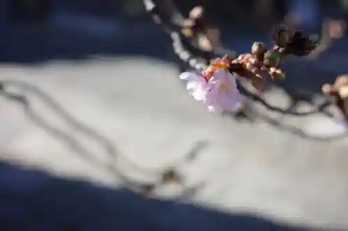 西新井大師総持寺の自然