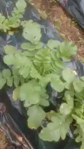 茂岩神社の自然(2022年06月23日(木) 16時29分29秒投稿)