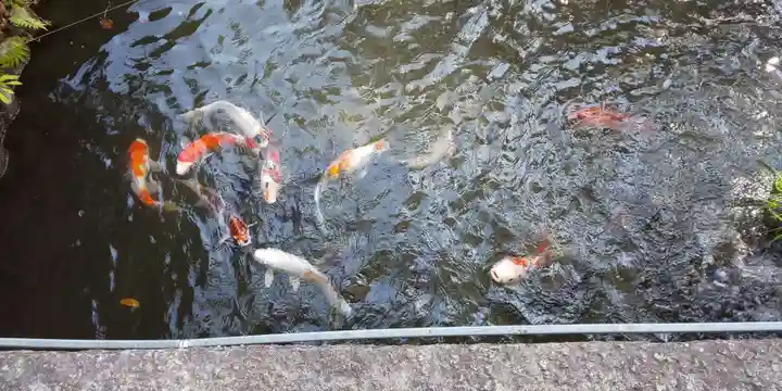 籠守勝手神社(木曽川町黒田)の動物