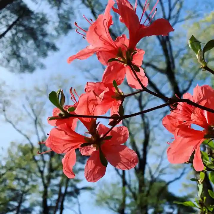 滑川神社 - 仕事と子どもの守り神の自然