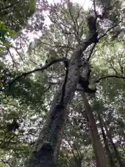 若都王子神社の自然