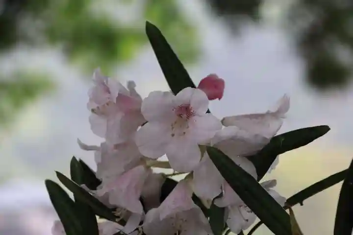 高司神社〜むすびの神の鎮まる社〜の手水舎