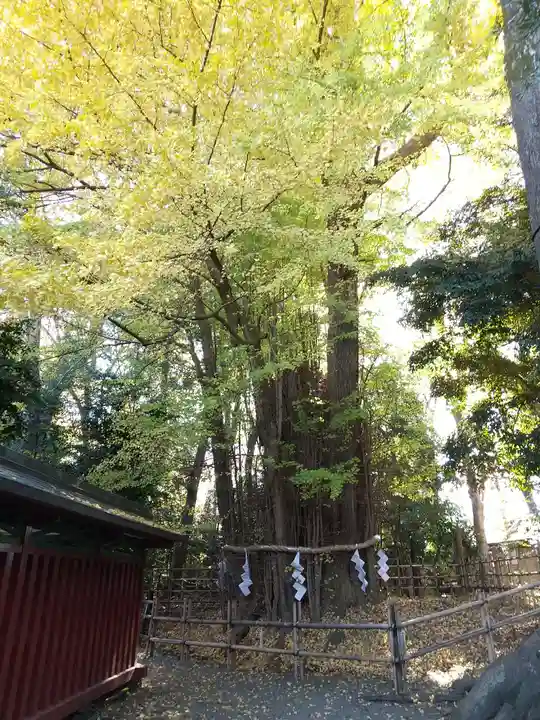 大國魂神社の自然