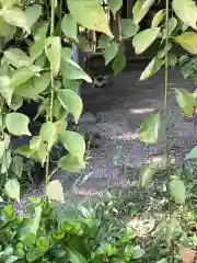 富部神社の動物