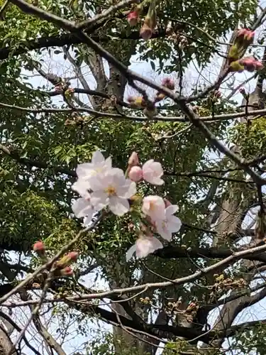 阿佐ヶ谷神明宮の自然