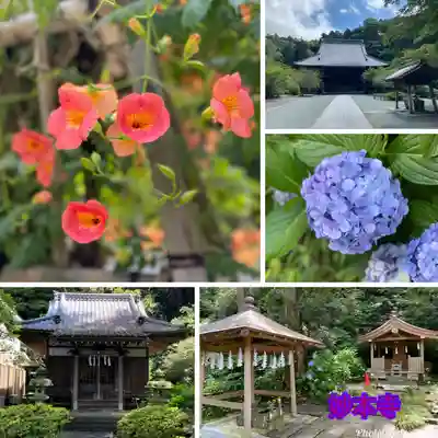 妙本寺(神奈川県)