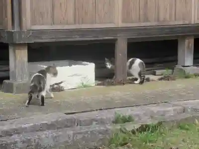 須賀神社の動物