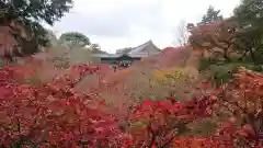 東福禅寺（東福寺）の自然