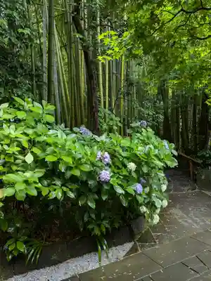 報国寺(神奈川県)