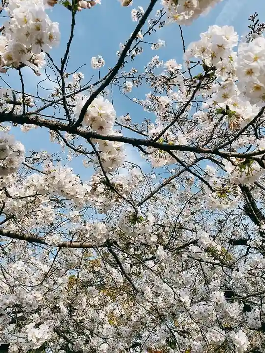 三嶋大社の自然