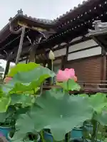 善導寺の本殿・本堂