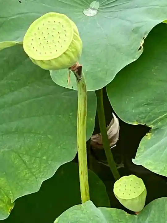 東寺(教王護国寺)の自然