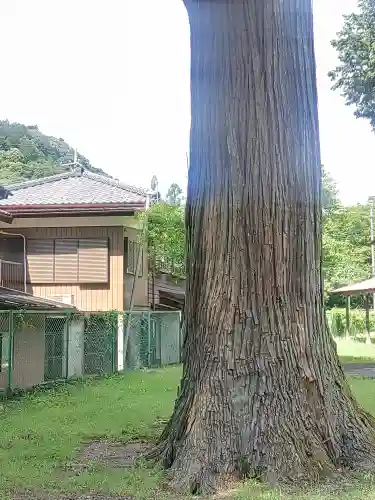 古鷹神社(埼玉県)