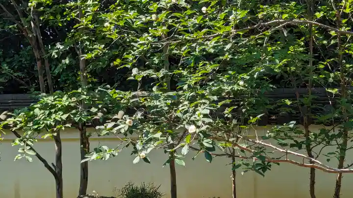 東林院(京都府)