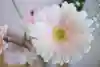 Hana201808