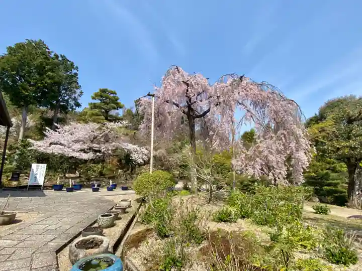 法金剛院の自然