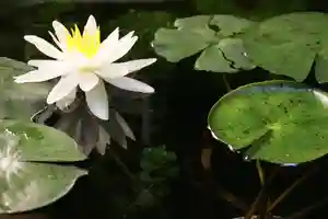 くまくま神社(導きの社 熊野町熊野神社)の自然(2022年07月18日(月) 19時09分15秒投稿)