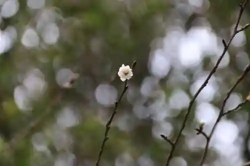 開成山大神宮の自然