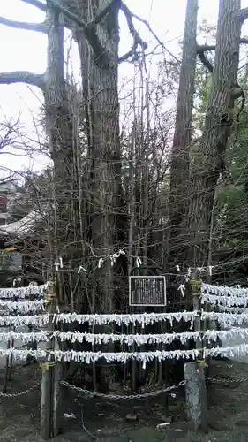 杵築大社の自然