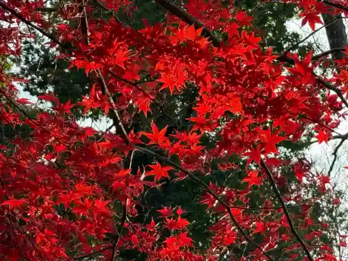 武蔵一宮氷川神社(埼玉県)