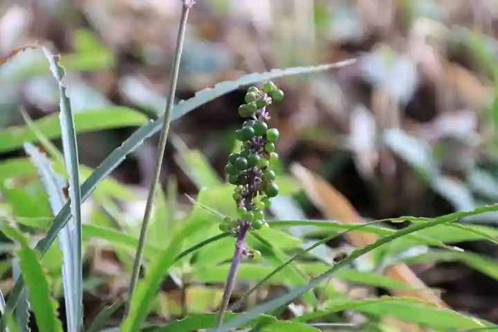 阿久津「田村神社」(郡山市阿久津町)旧社名:伊豆箱根三嶋三社の自然
