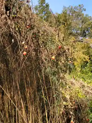 赤城神社 (勧農城跡)の自然