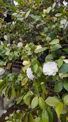 賀茂御祖神社（下鴨神社）(京都府)