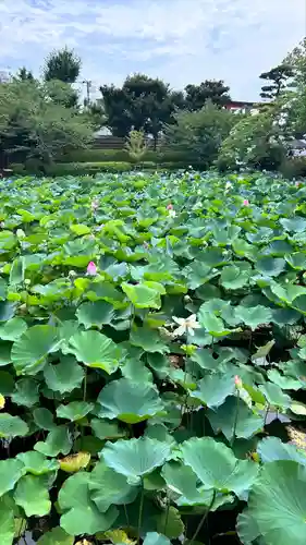 鶴岡八幡宮(神奈川県)