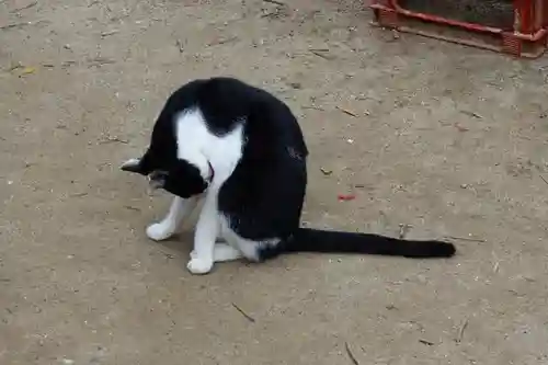 伏見稲荷大社の動物