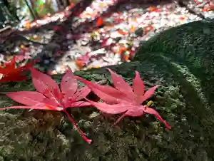 滑川神社 - 仕事と子どもの守り神の自然(2021年11月12日(金) 00時44分03秒投稿)