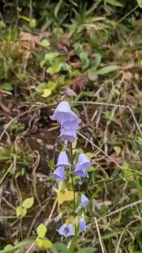 舌根寺廃寺・力寿の桜の自然