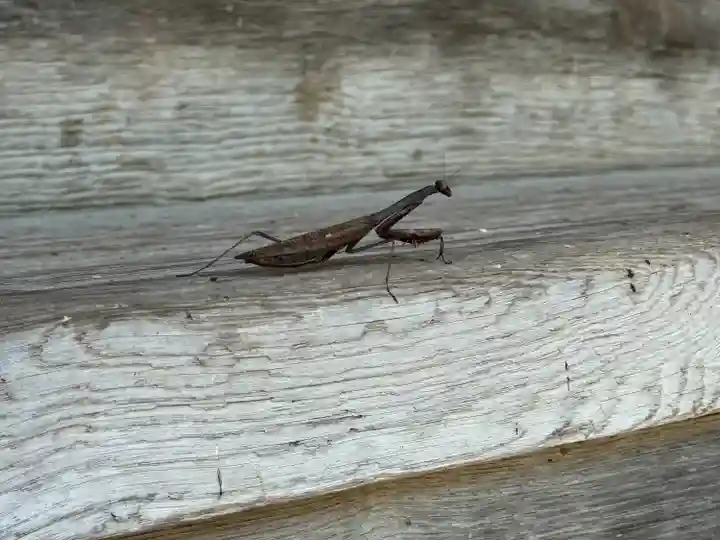 八坂神社(岩手県)