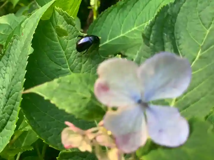 須山浅間神社(静岡県)